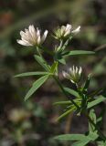 Trifolium lupinaster variety albiflorum