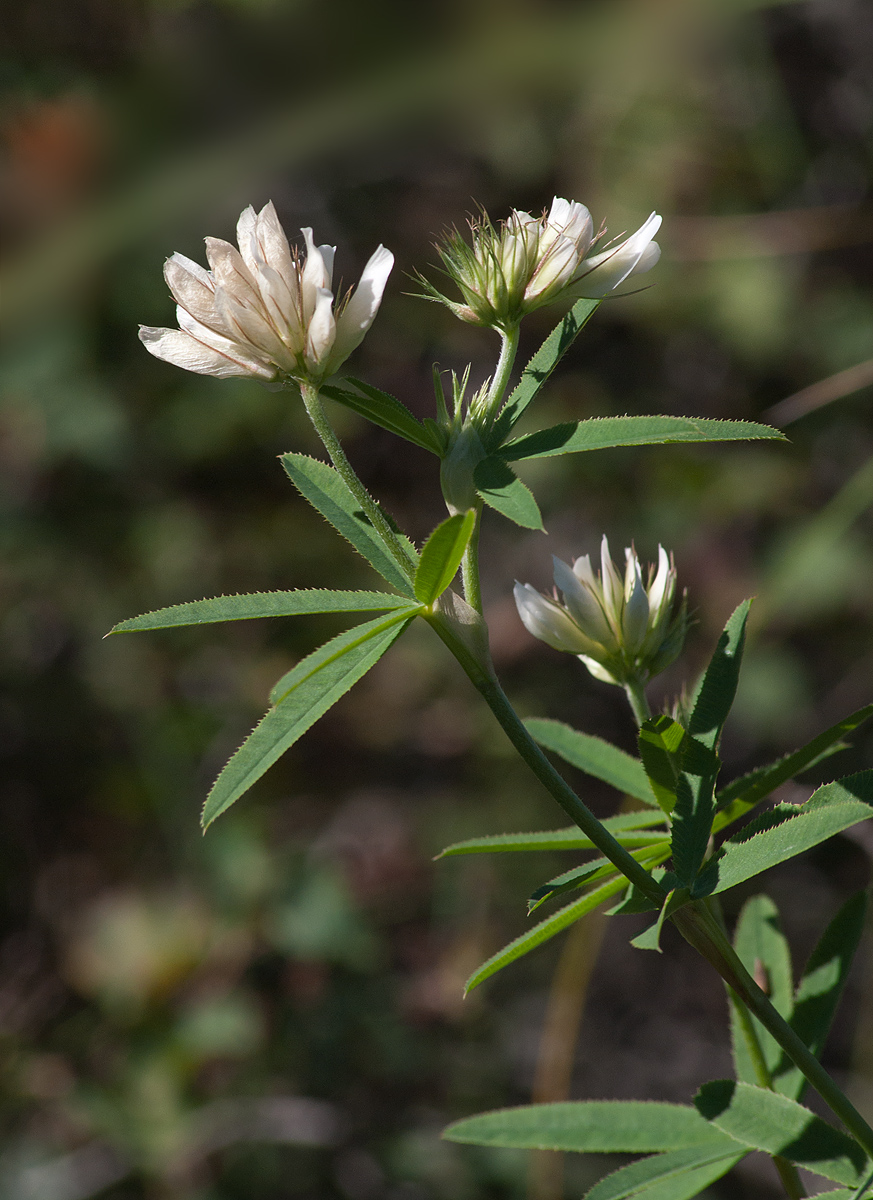 Image of Trifolium lupinaster var. albiflorum specimen.