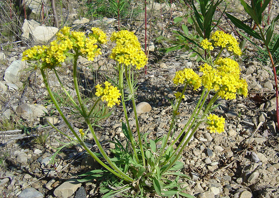 Изображение особи Patrinia sibirica.