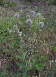 Echinops sphaerocephalus. Верхушка зацветающего растения. Краснодарский край, Абинский р-н, окр. пос. Синегорск, сухой склон близ дороги. 10.07.2016.
