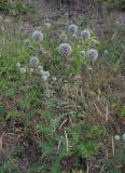 Echinops sphaerocephalus