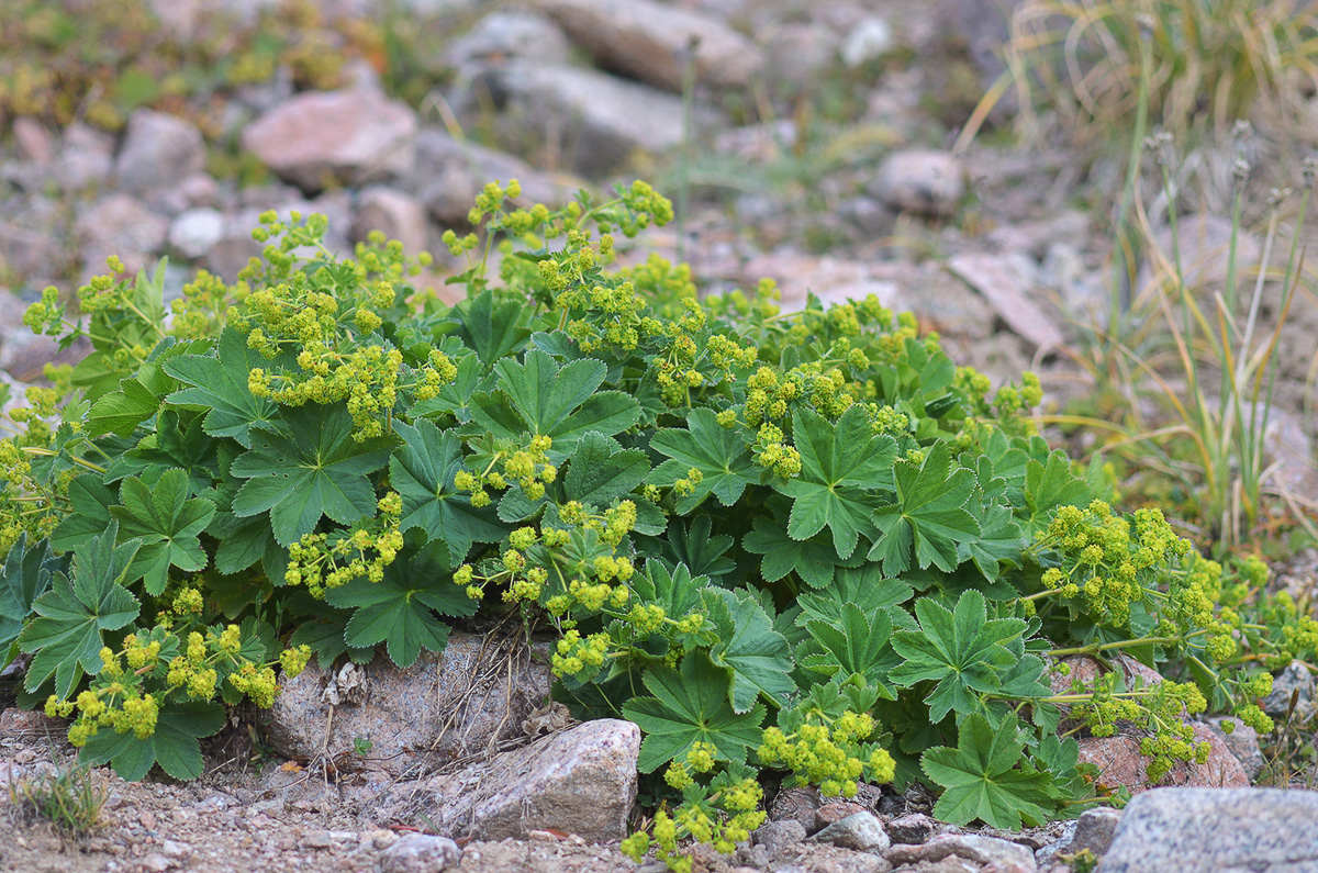 Изображение особи Alchemilla argutiserrata.