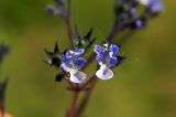 Amethystea caerulea