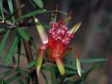 Lambertia formosa