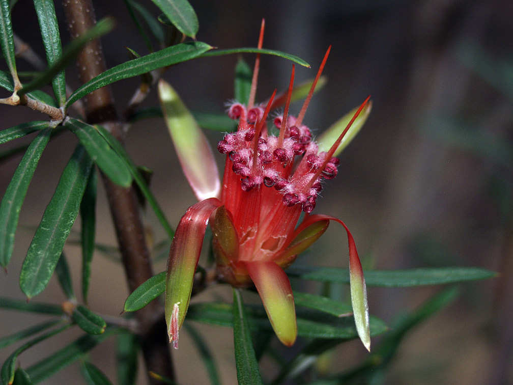 Изображение особи Lambertia formosa.