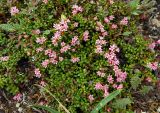 Loiseleuria procumbens. Цветущие растения. Чукотка, Пегтымельский хребет, верховье реки Гытолькыль (приток реки Пегтымель), тундра. 21.07.2014.