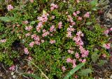 Loiseleuria procumbens