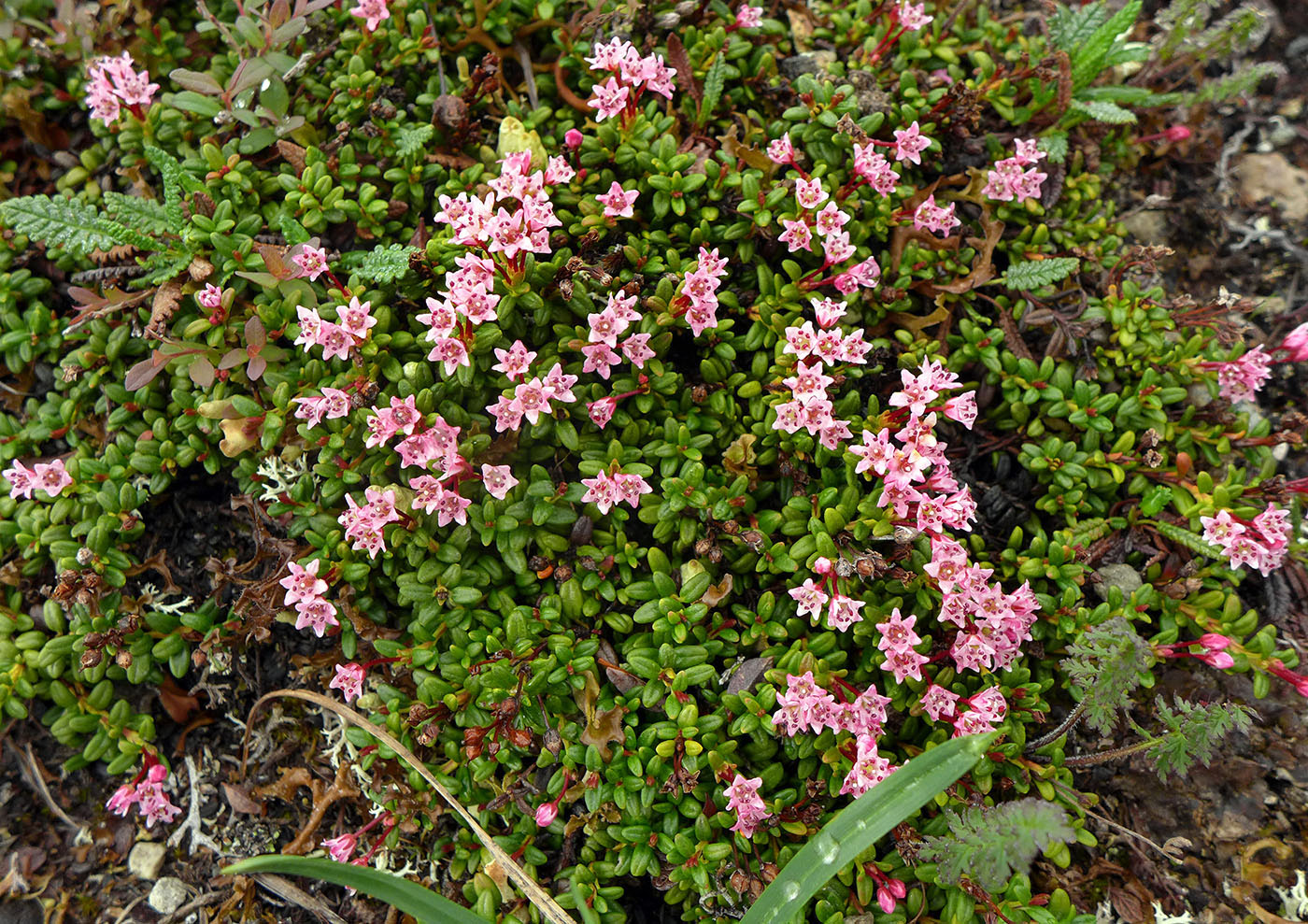 Изображение особи Loiseleuria procumbens.