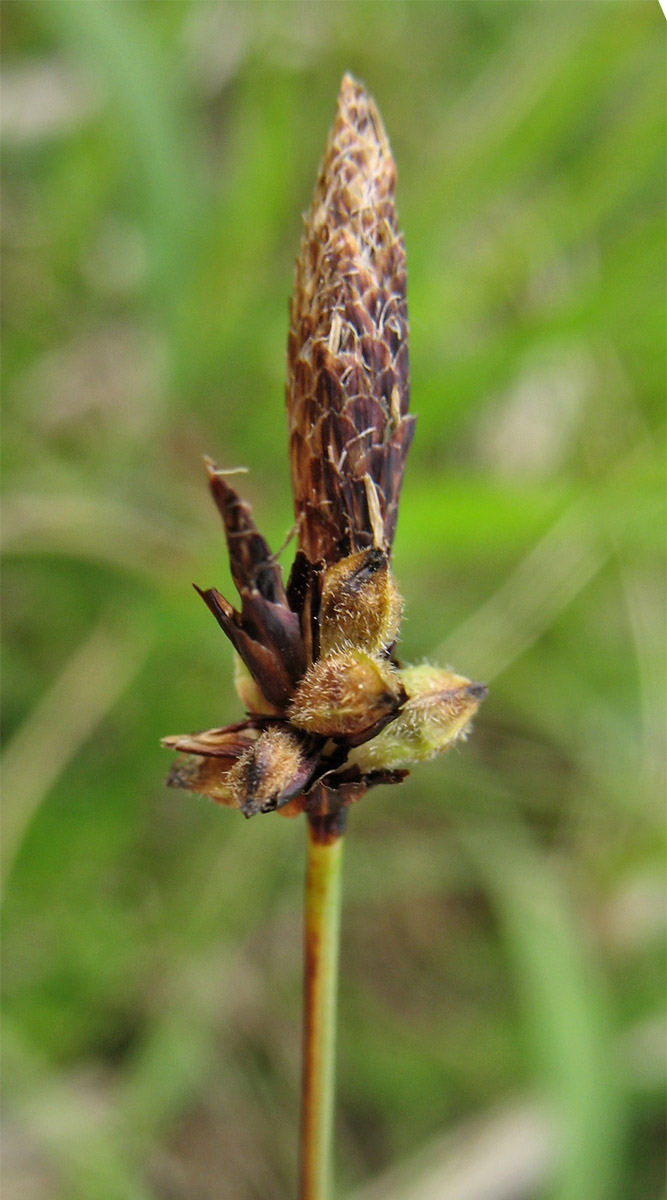 Image of Carex montana specimen.