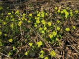 Chrysosplenium alternifolium