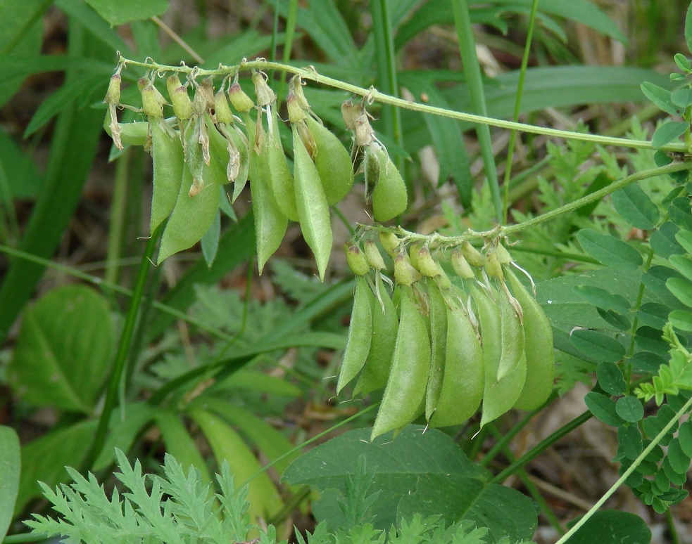 Image of Astragalus propinquus specimen.