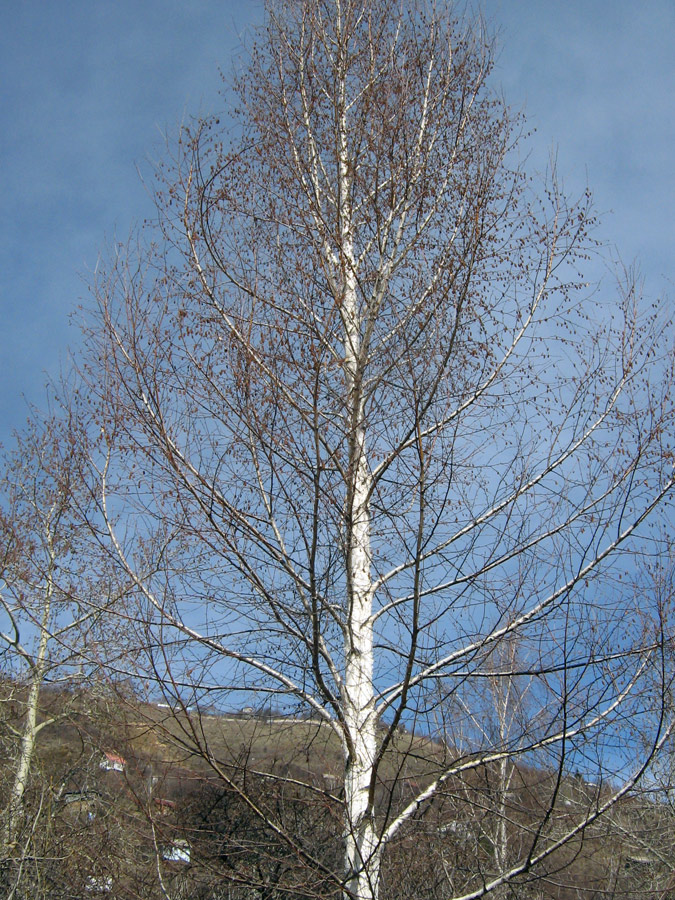 Image of Betula pendula specimen.