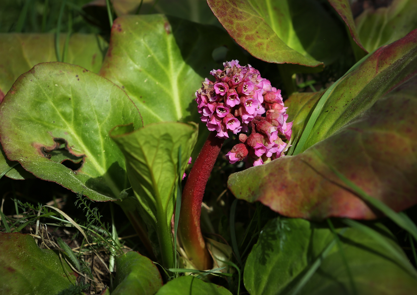 Image of Bergenia crassifolia specimen.