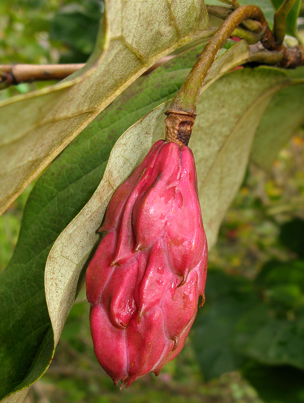 Image of Magnolia sieboldii specimen.