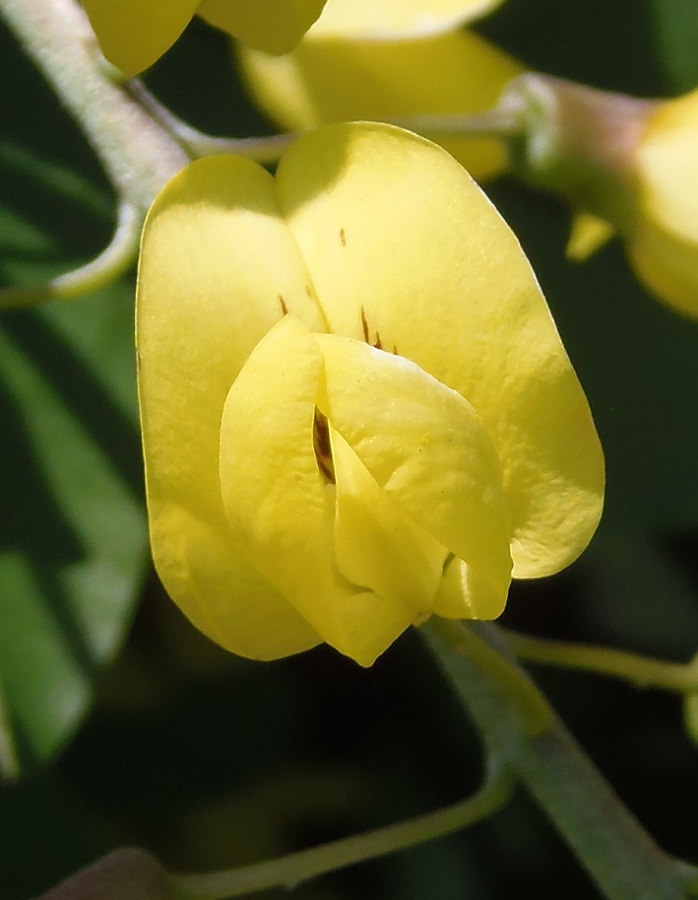 Изображение особи Laburnum anagyroides.