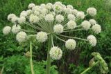 Angelica sylvestris