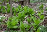 Veratrum album