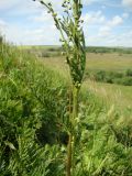 Artemisia latifolia. Фрагмент верхней части побега с соцветием. Республика Мордовия, Ромодановский р-н, окр. с. Вырыпаево, луг на открытом склоне. 16 июля 2015 г.