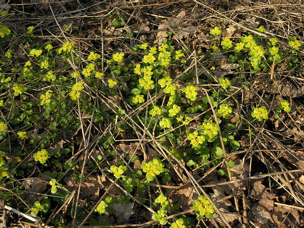 Image of Chrysosplenium alternifolium specimen.