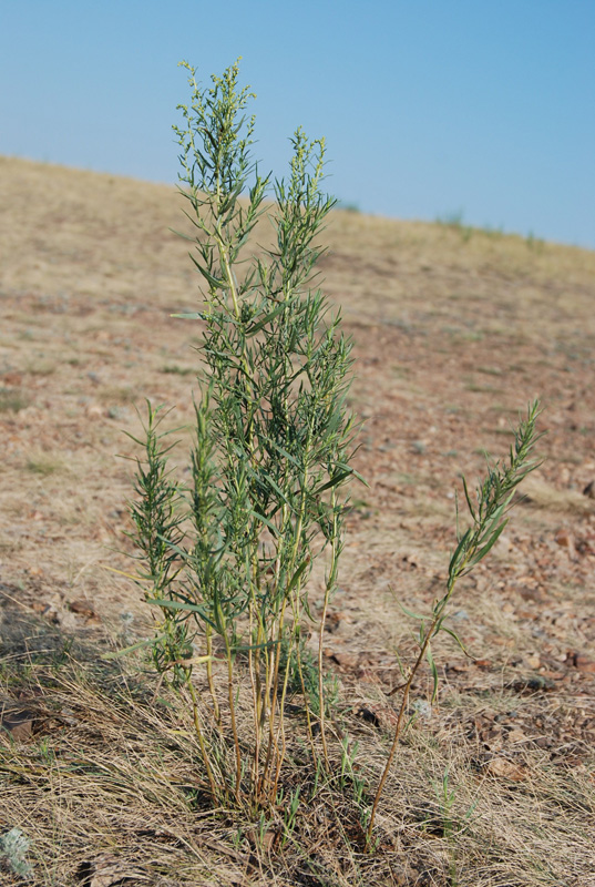 Image of Artemisia dracunculus specimen.