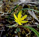 Gagea germainae