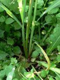 Echinochloa crus-galli. Основания побегов. Амурская обл., Бурейский р-н, с. Виноградовка, огород. 22.07.2016.