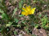 Crepis tectorum. Верхушка растения с соцветием и бутонами. Амурская обл., Бурейский р-н, окр. с. Виноградовка, поляна в дубовом лесу. 28.07.2016.