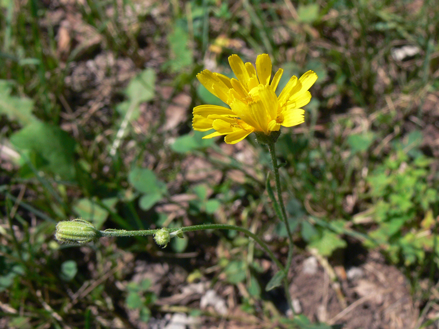 Изображение особи Crepis tectorum.