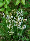 Oxytropis sordida