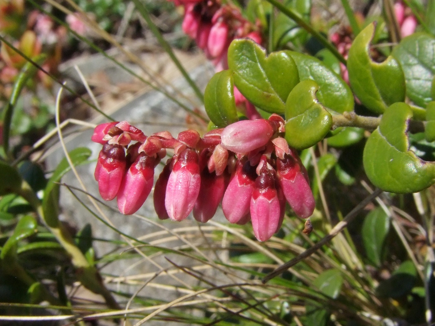 Image of Vaccinium vitis-idaea specimen.