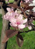 Prunus cerasifera разновидность pissardii. Цветки и молодые листья. Украина, г. Луганск, в культуре. 28.04.2017.