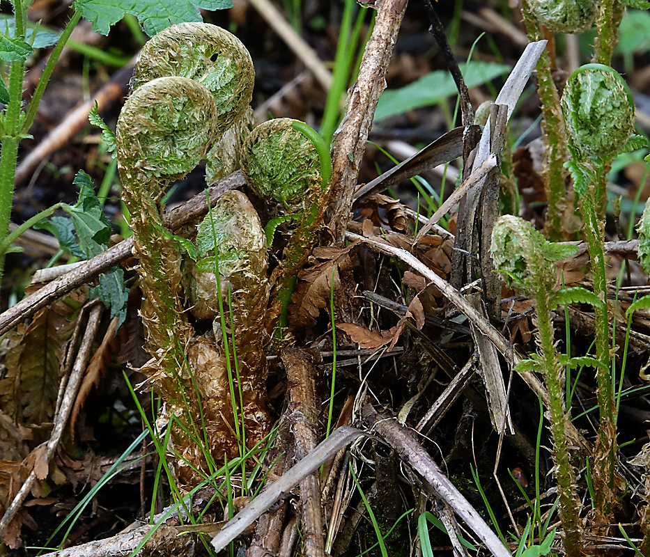 Image of Dryopteris filix-mas specimen.