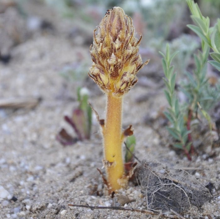Изображение особи Orobanche minor.