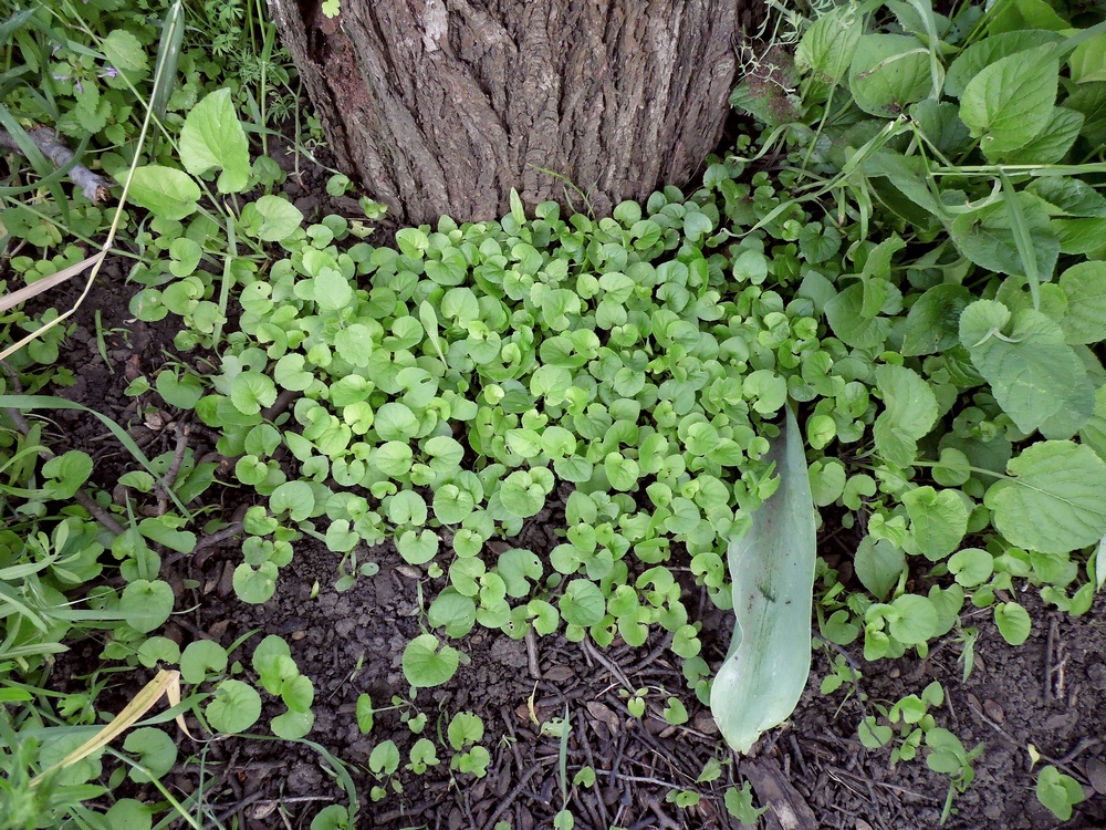 Image of Viola odorata specimen.