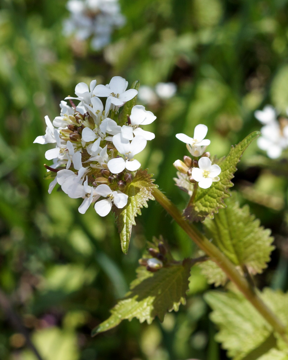 Image of Alliaria petiolata specimen.