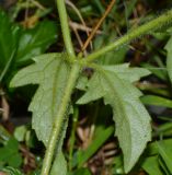 Tridax procumbens