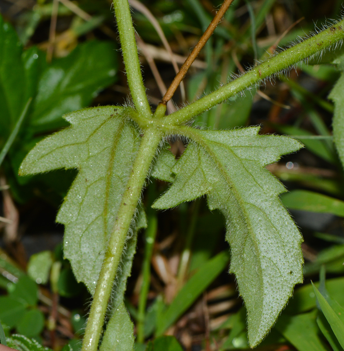 Изображение особи Tridax procumbens.