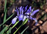 Iris lactea