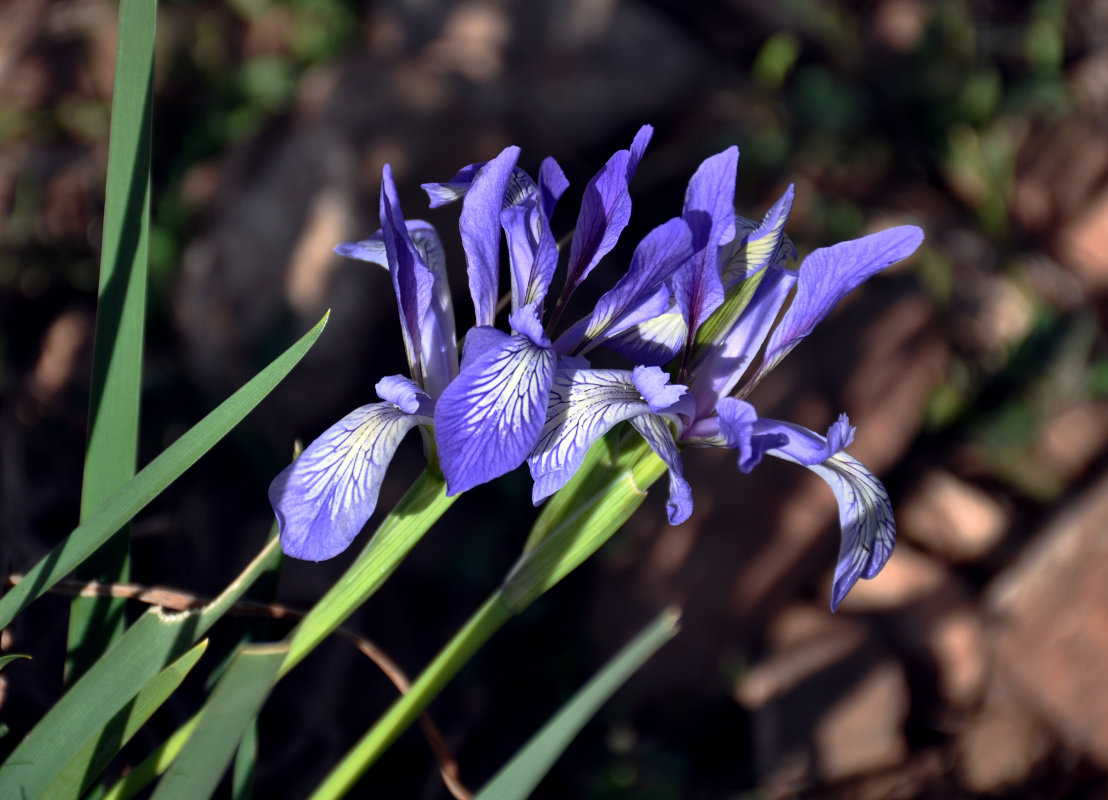 Image of Iris lactea specimen.