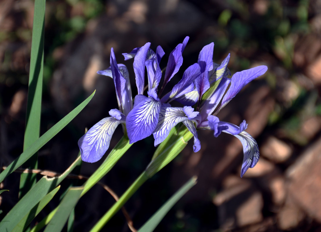 Изображение особи Iris lactea.