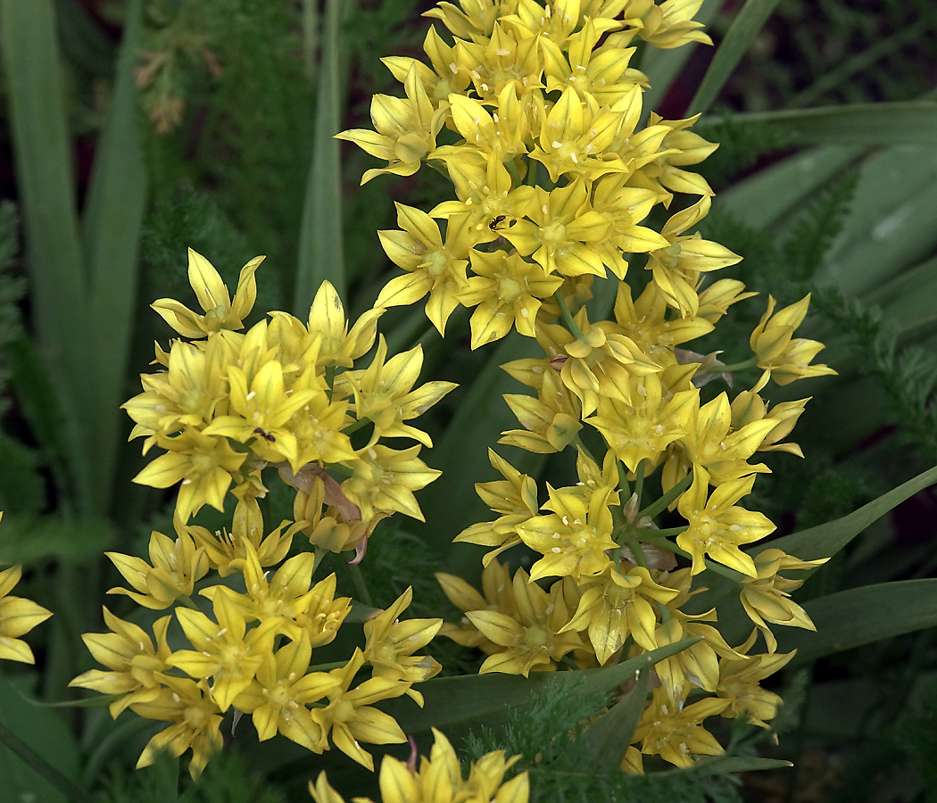 Image of Allium moly specimen.