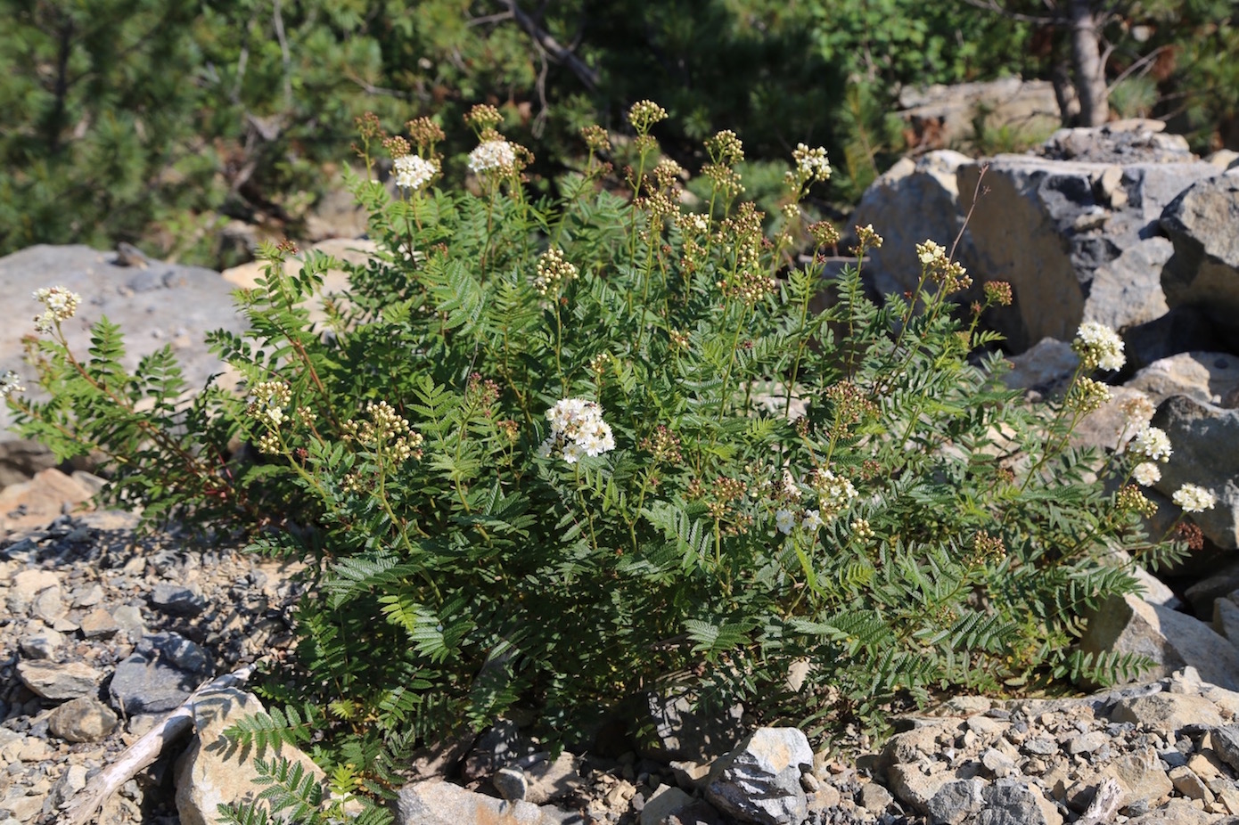 Изображение особи Sorbaria grandiflora.