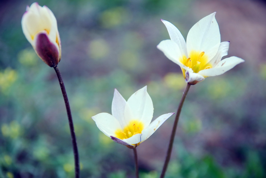 Изображение особи Tulipa buhseana.