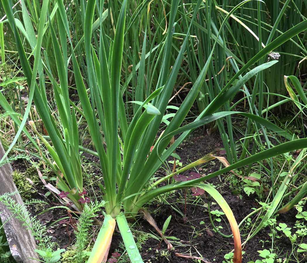 Image of genus Allium specimen.