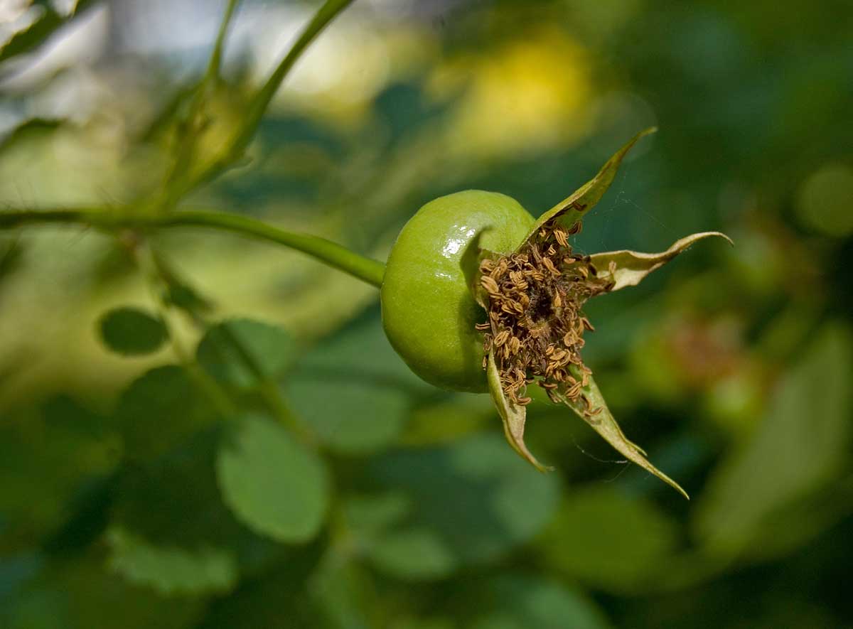 Image of Rosa spinosissima specimen.