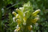 Pedicularis condensata. Соцветие. Республика Адыгея, Майкопский р-н, Кавказский биосферный заповедник, перевал Гузерипльский, субальпийский луг, выс. 1965 м н.у.м. 15.07.2017.