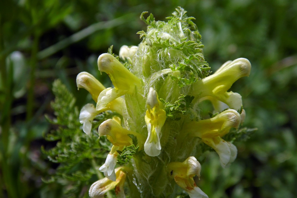 Изображение особи Pedicularis condensata.