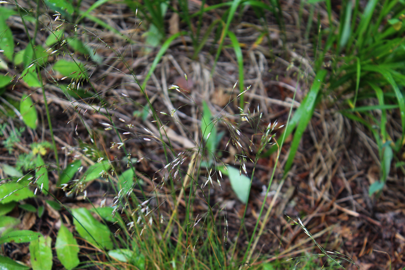 Image of Avenella flexuosa specimen.