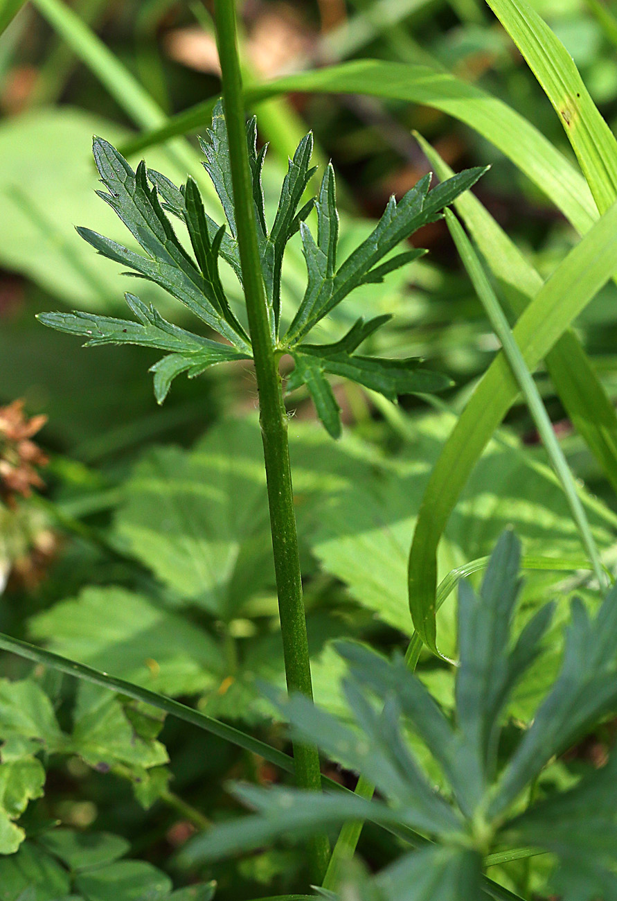 Image of Ranunculus acris specimen.