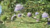 Succisa pratensis